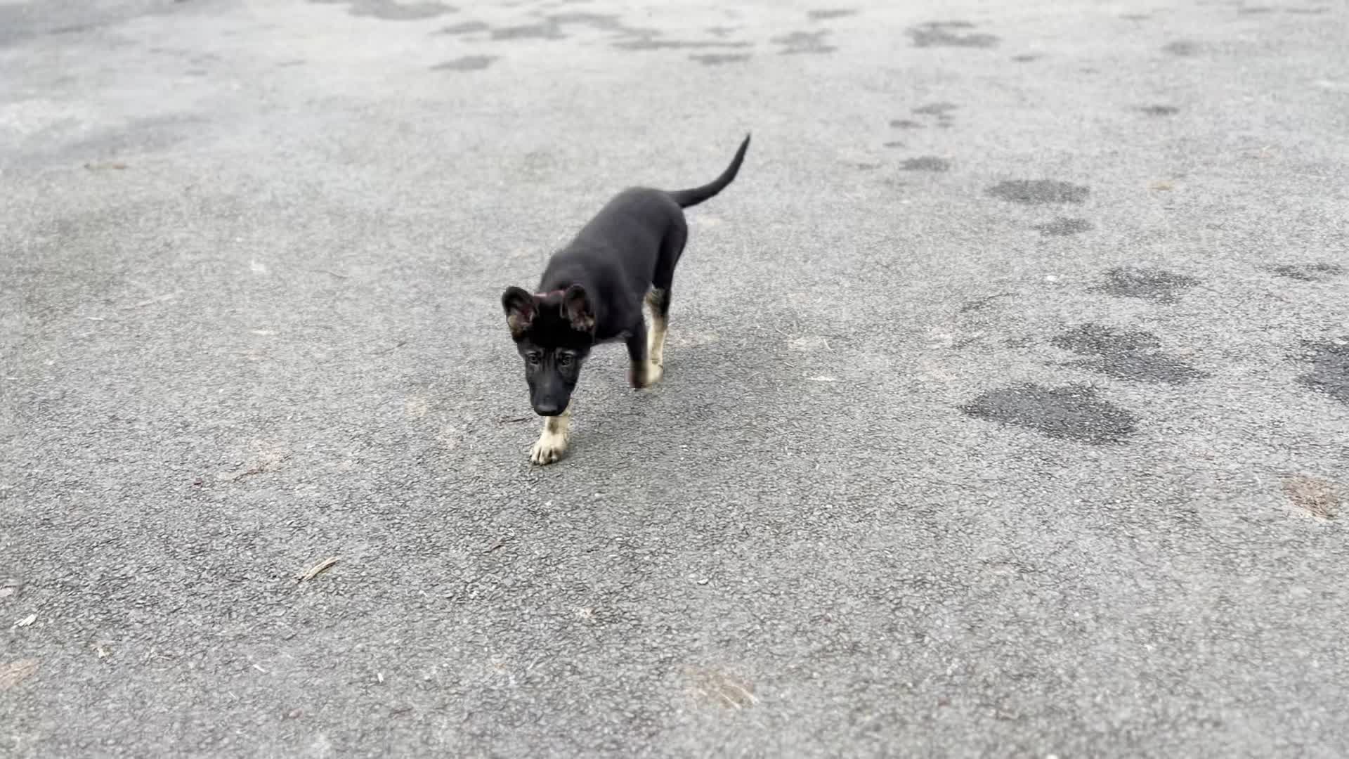 Happy dog on a PawTrail walk