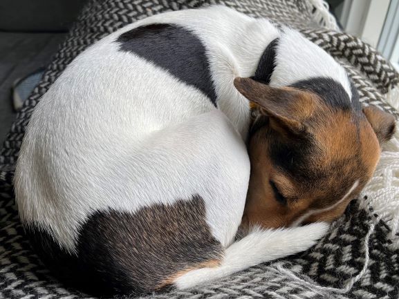 Happy dog on a PawTrail walk