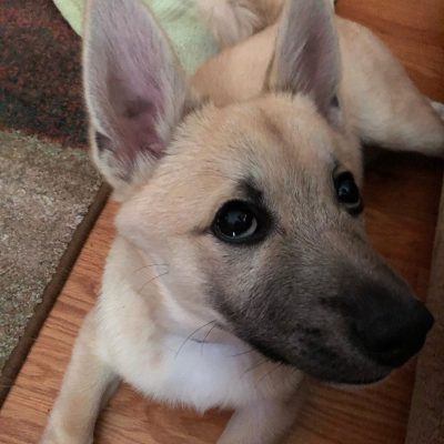 Happy dog on a PawTrail walk