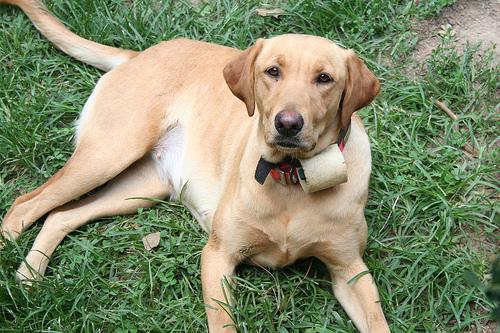 Happy dog on a PawTrail walk