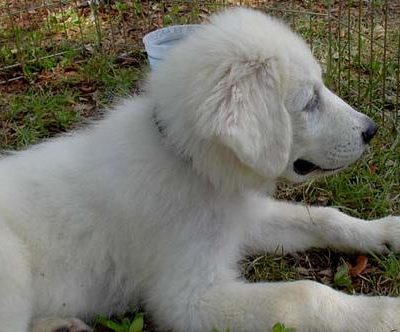 Happy dog on a PawTrail walk