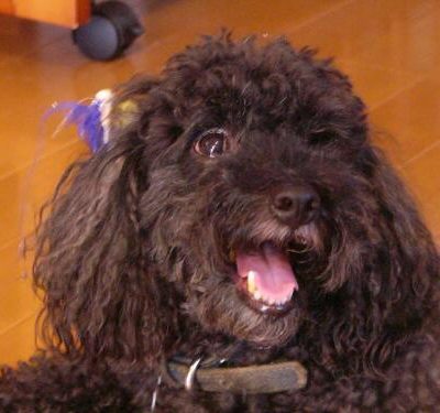 Happy dog on a PawTrail walk